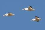 American White Pelicans