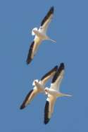 American White Pelicans