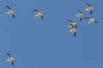 American White Pelicans