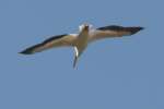 American White Pelicans