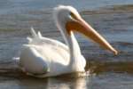 American White Pelican