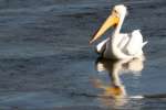 American White Pelican