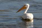 American White Pelican