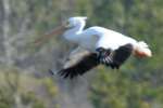 American White Pelican