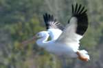 American White Pelican