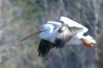 American White Pelican