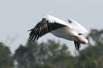 American White Pelican