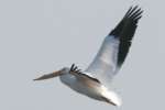 American White Pelican