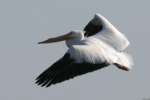 American White Pelican