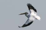 American White Pelican