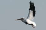 American White Pelican