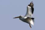 American White Pelican