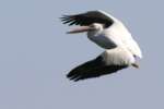 American White Pelican