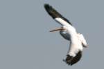 American White Pelican