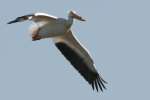 American White Pelican