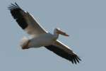 American White Pelican