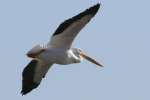 American White Pelican