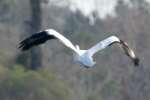 American White Pelican