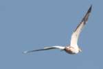 American White Pelican