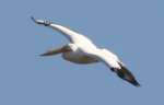 American White Pelican