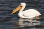 American White Pelican