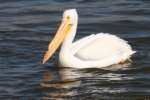 American White Pelican