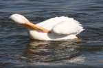 American White Pelican