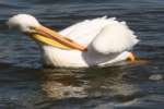 American White Pelican