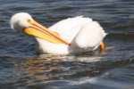 American White Pelican