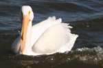 American White Pelican