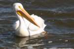 American White Pelican