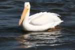 American White Pelican