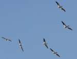 American White Pelicans