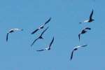 American White Pelicans