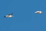 American White Pelican