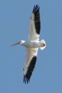 American White Pelican