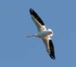 American White Pelican