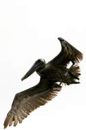 Brown Pelican