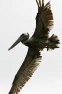 Brown Pelican