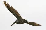 Brown Pelican