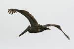 Brown Pelican