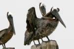 Brown Pelican