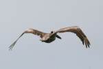 Brown Pelican