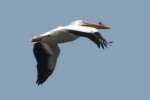 American White Pelicans