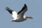 American White Pelicans