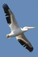 American White Pelicans