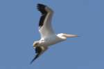 American White Pelicans