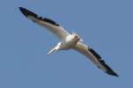 American White Pelicans