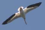 American White Pelicans