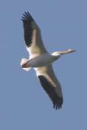 American White Pelicans